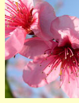 Персик, персиковое дерево (Prunus persica) Персик, персиковое дерево (Prunus persica)